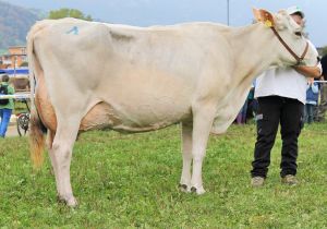 151009ViehschauSarnen 186